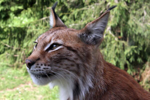 Lynx (photo: David Castor/Wikimedia)
