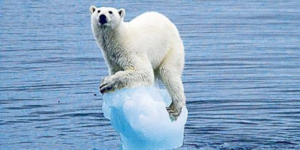 Polar bear balancing on ice floe