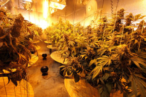 Medical marijuana, Oakland, California (cc photo: Rusty Blazenhoff)