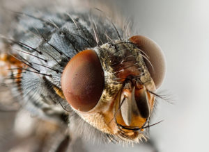 Flesh fly (cc photo: JJ Harrison/Wikimedia)