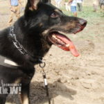 Dog with bloody mouth from biting Dakota Access protesters (image: Democracy Now!)