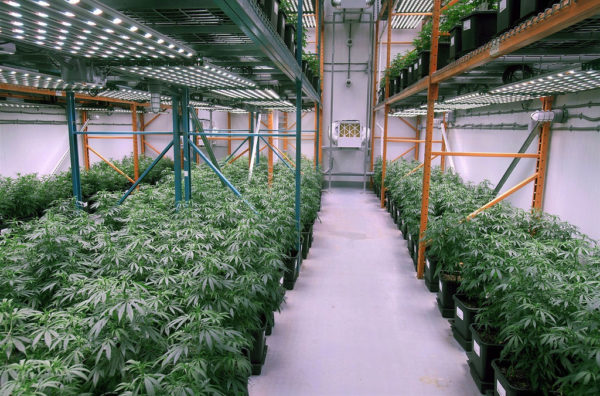 Medical marijuana growing (cc photo: Pipedreemz)