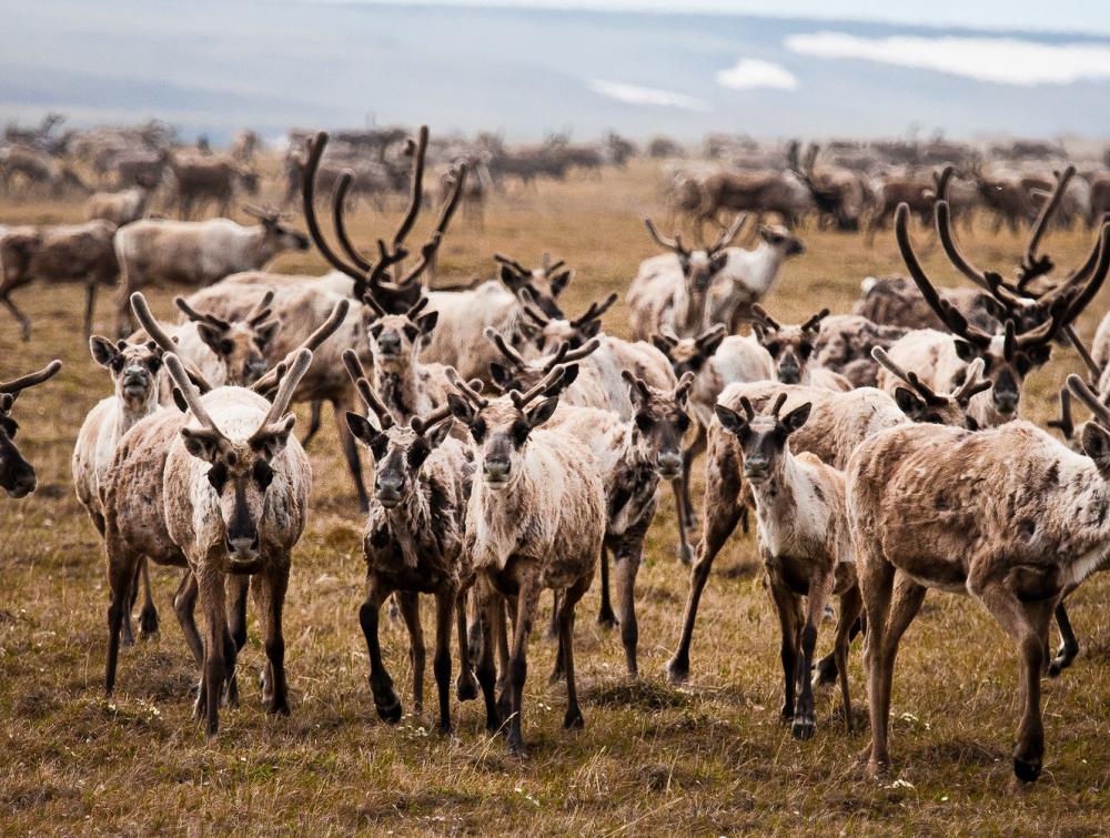 Caribou, Arctic National Wildlife Refuge