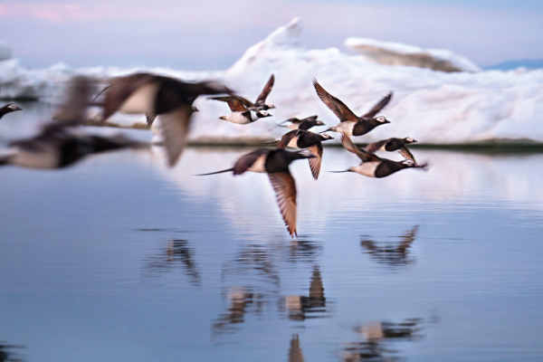 Long-tailed ducks at the Arctic National Wildlife Refuge