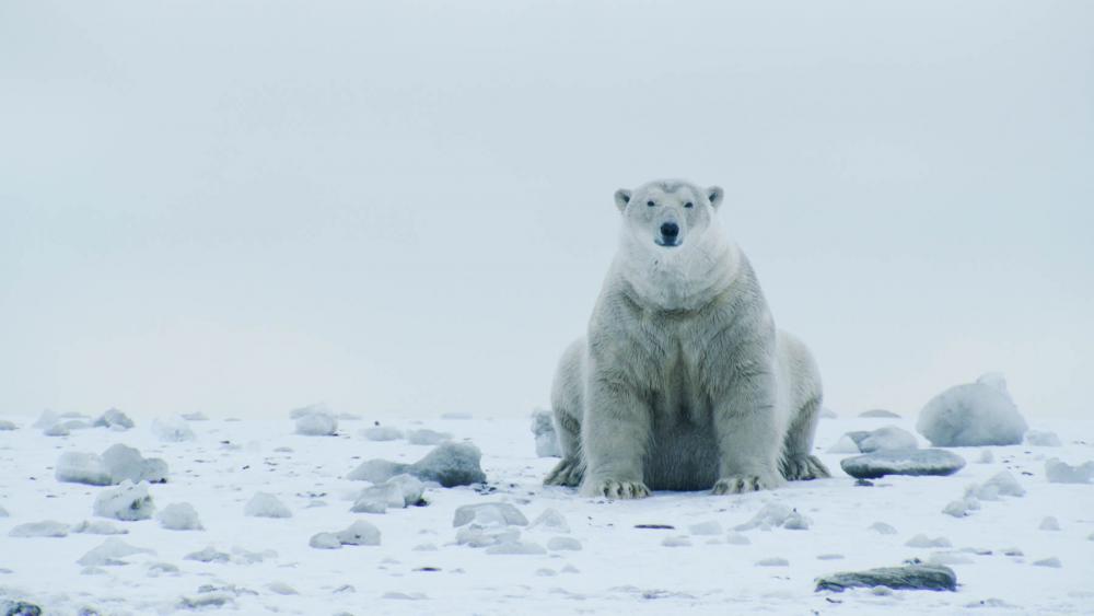 Polar bear, Arctic National Wildlife Refuge