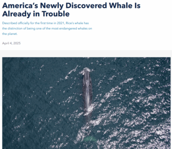 NRDC: America’s Newly Discovered Whale Is Already in Trouble