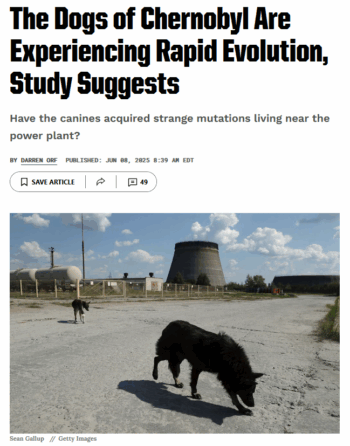 Popular Mechanics: The Dogs of Chernobyl Are Experiencing Rapid Evolution, Study Suggests